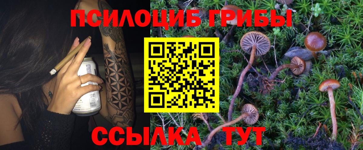 Галлюциногенные грибы Psilocybe Углич